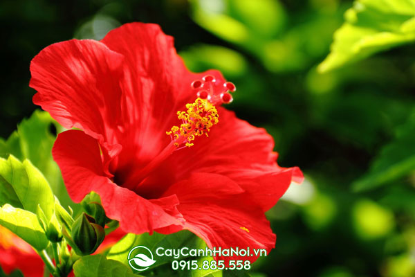 Hoa râm bụt “Người đẹp Mỹ” ( American Beauty): Hoa dạng loa kèn sâu đỏ thắm.