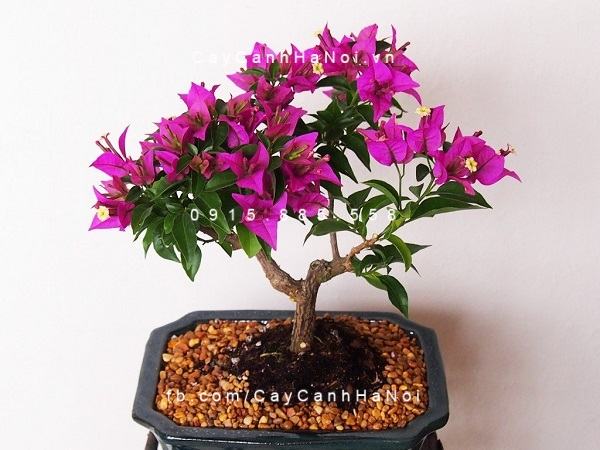 Cây cảnh hoa giấy tạo dáng bonsai