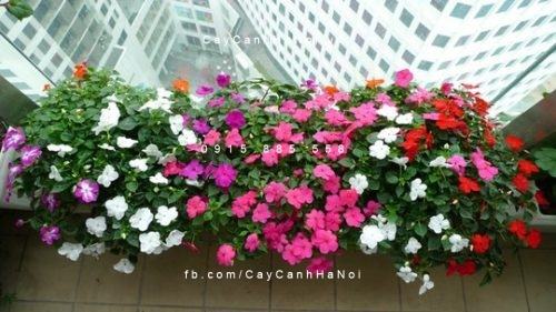 Cây Hoa Dừa Cạn