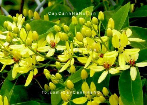 mùa hè trồng hoa gì ở ban công mùa hè trồng hoa gì ở ban công