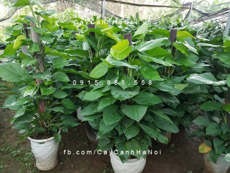 Vườn cây vạn niên thanh treo Vườn cây vạn niên thanh treo