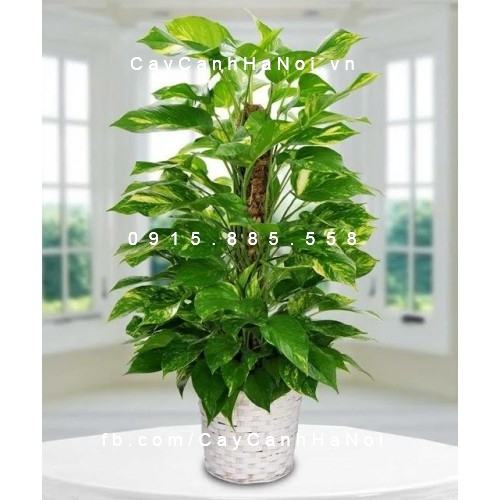 Vạn niên thanh leo cột để bàn Vạn niên thanh leo cột để bàn