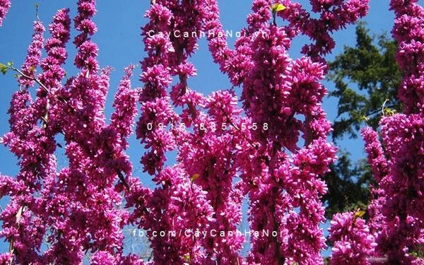 cay-hanh-phuc cay-hanh-phuc