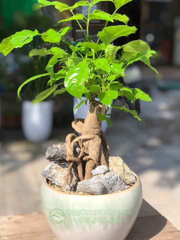 Hạnh phúc bonsai để bàn đẹp