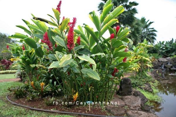 cay-hanh-phuc-hoa-do cay-hanh-phuc-hoa-do