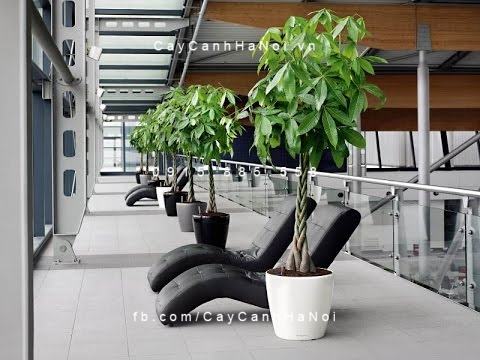 Cây Kim Ngân Xoắn trang trí nội thất Cây Kim Ngân Xoắn trang trí nội thất