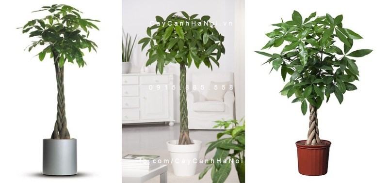 Cây kim ngân xoắn trang trí nội thất nhà Cây kim ngân xoắn trang trí nội thất nhà