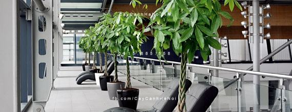Cây kim ngân xoắn đẹp Cây kim ngân xoắn đẹp