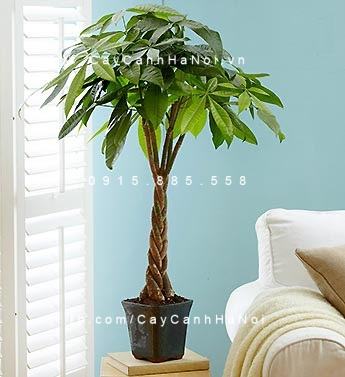 Cây Kim Ngân Xoắn để bàn trang trí nội thất Cây Kim Ngân Xoắn để bàn trang trí nội thất