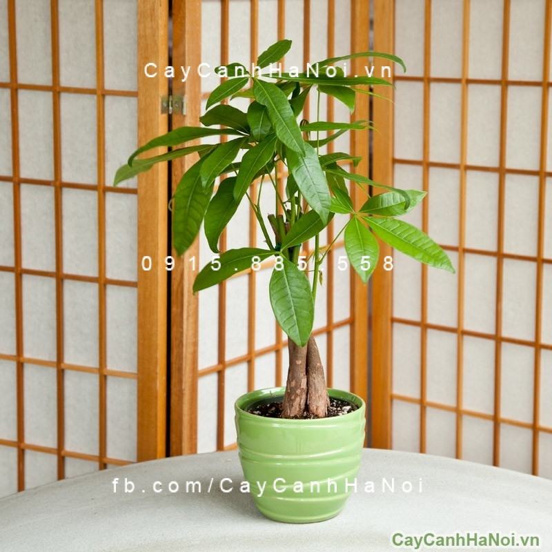 Cây kim ngân xoắn để bàn Cây kim ngân xoắn để bàn