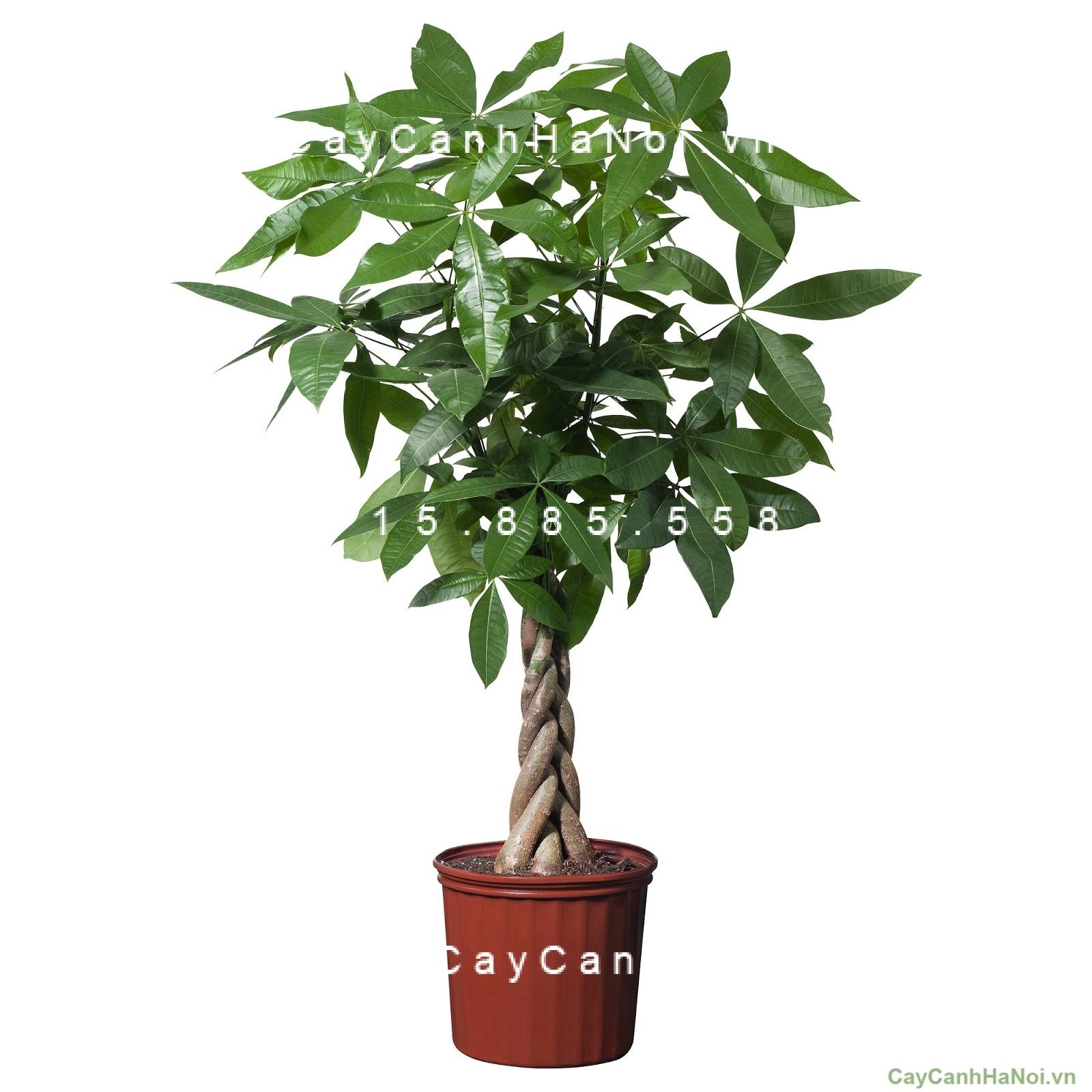 Cây kim ngân xoắn để bàn Cây kim ngân xoắn để bàn