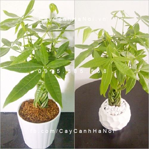 Cây vạn niên thanh để bàn Cây vạn niên thanh để bàn