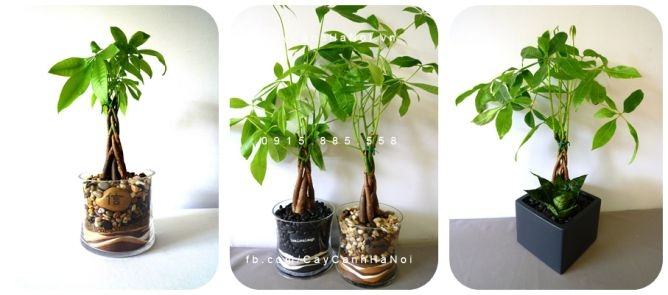 Cây kim ngân xoắn để bàn đẹp Cây kim ngân xoắn để bàn đẹp