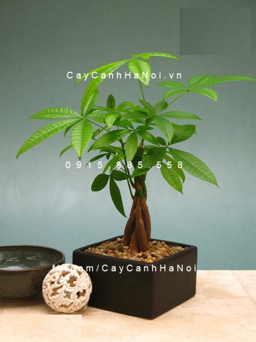 Cây kim ngân xoắn để bàn Cây kim ngân xoắn để bàn