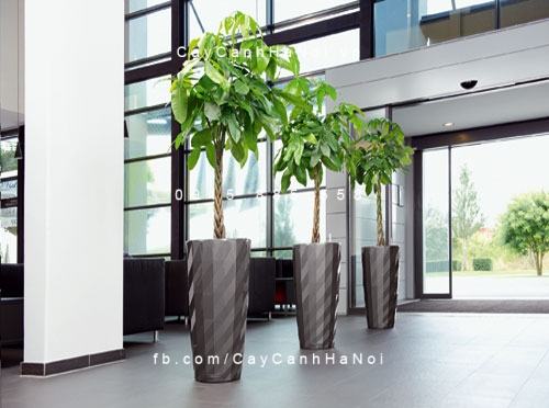 Cây Kim Ngân trang trí nội thất Cây Kim Ngân trang trí nội thất