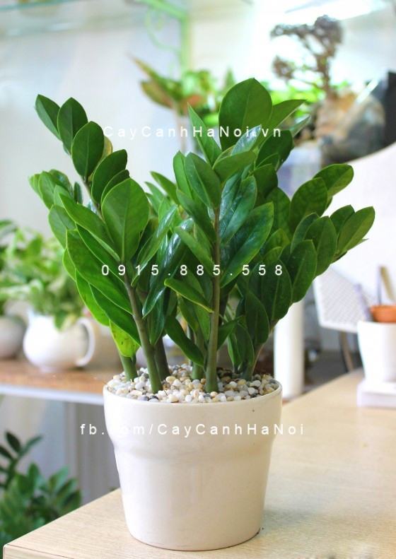 cay-kim-tien-de-ban-phong-thuy cay-kim-tien-de-ban-phong-thuy