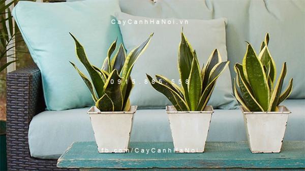 Cây lưỡi hổ để bàn Cây lưỡi hổ để bàn