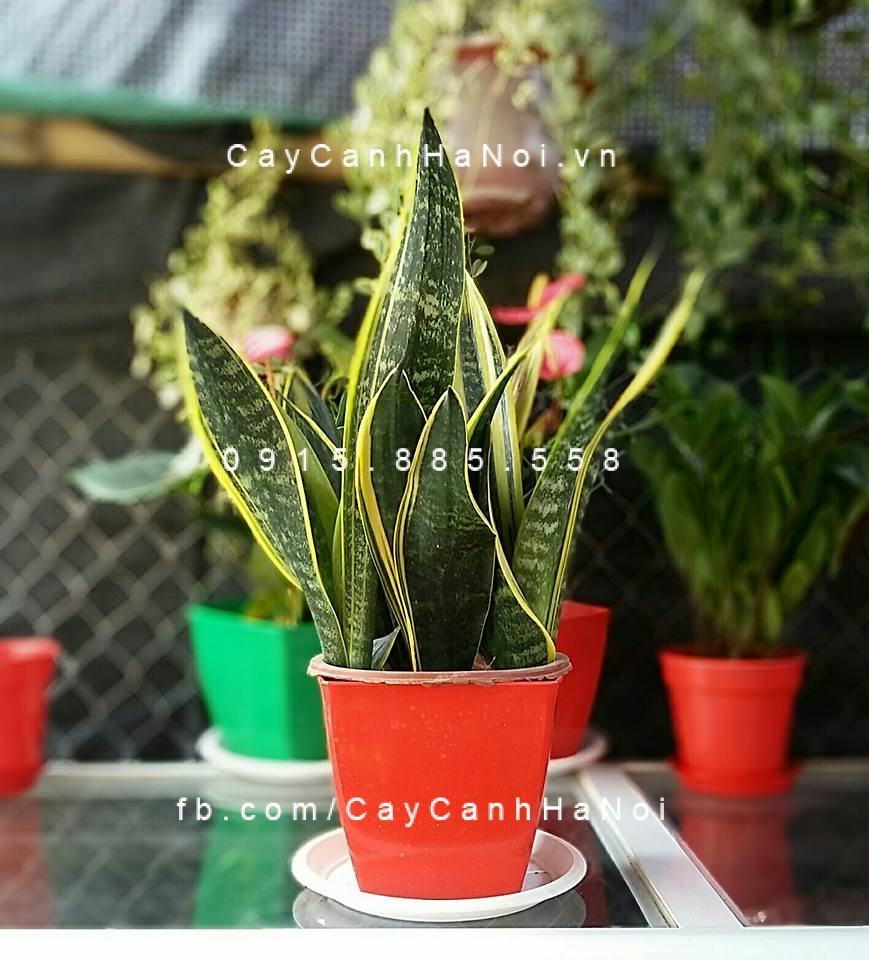 Cây lưỡi hổ để bàn đẹp Cây lưỡi hổ để bàn đẹp