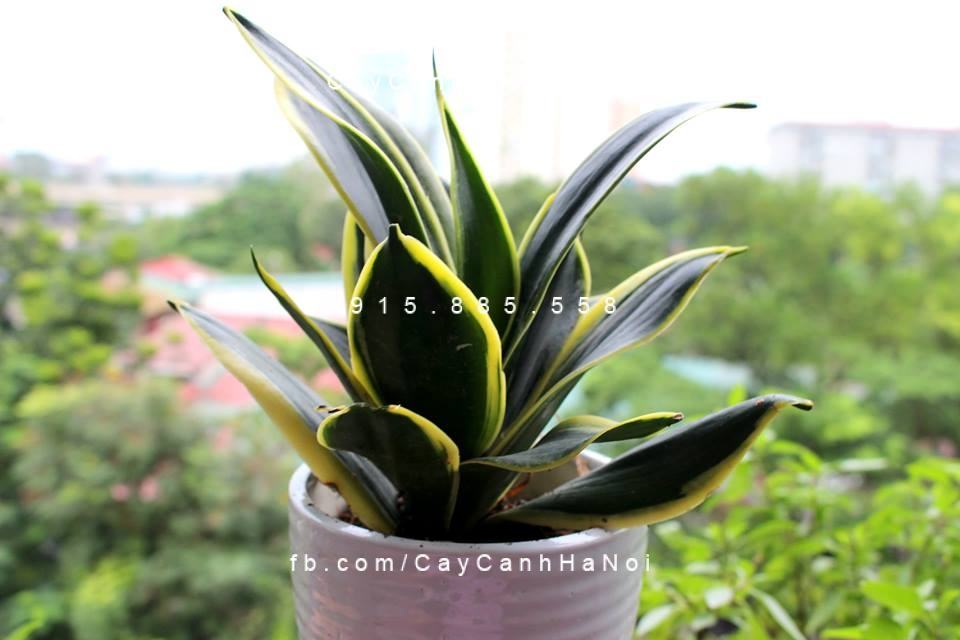 Cây lưỡi hổ để cửa sổ Cây lưỡi hổ để cửa sổ