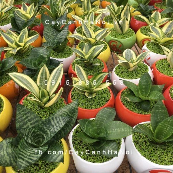 Cây lưỡi hổ để bàn làm cảnh đẹp Cây lưỡi hổ để bàn làm cảnh đẹp