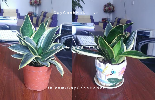 Cây lưỡi hổ để bàn Cây lưỡi hổ để bàn