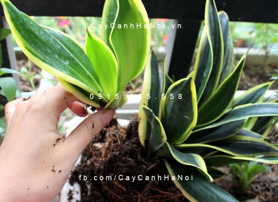 Trồng cây lưỡi hổ Trồng cây lưỡi hổ