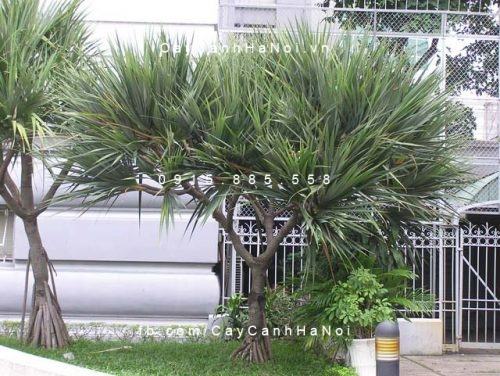Ý nghĩa và tác dụng của cây phát tài núi Ý nghĩa và tác dụng của cây phát tài núi
