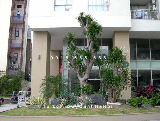 Ý nghĩa phong thủy của cây phát tài núi Ý nghĩa phong thủy của cây phát tài núi