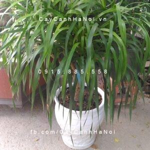 Cách trồng và chăm sóc cây phát tài núi Cách trồng và chăm sóc cây phát tài núi