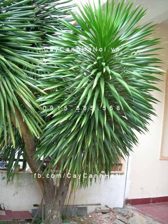 Cây phát tài núi nên trồng ở đâu? Cây phát tài núi nên trồng ở đâu?