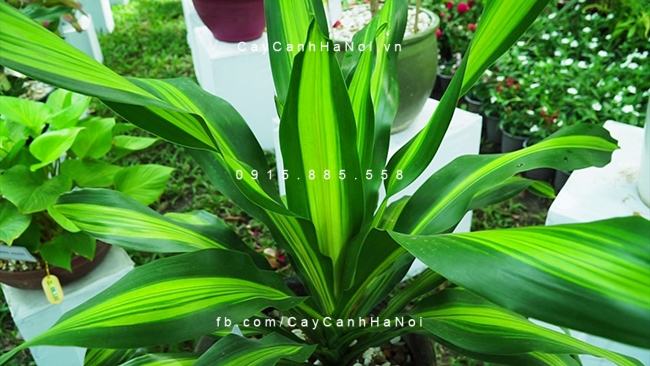 Cần phải chọn địa chỉ mua uy tín, chất lượng để nhận được dịch vụ bảo hành tốt nhất Cần phải chọn địa chỉ mua uy tín, chất lượng để nhận được dịch vụ bảo hành tốt nhất