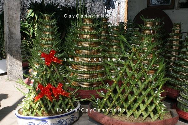 Cây phát tài làm được rất nhiều kiểu Cây phát tài làm được rất nhiều kiểu