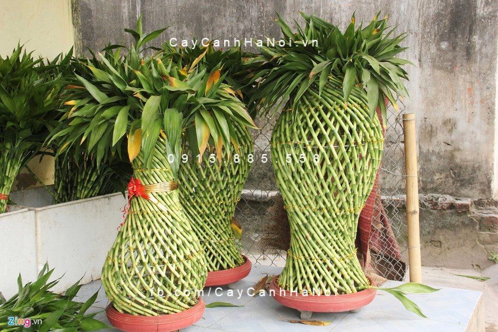 Cây phát tài được tạo dáng Cây phát tài được tạo dáng