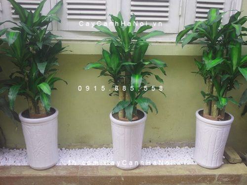 Cây Thiết Mộc Lan 15 cay thiet moc lan 1