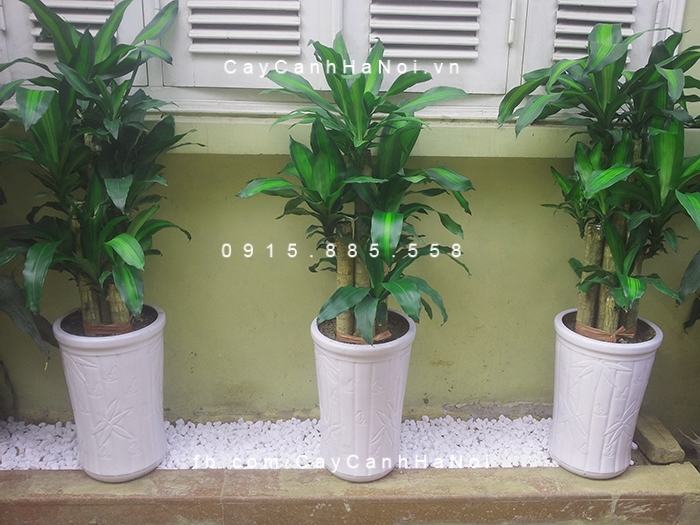 Cần chú ý tới chế độ nước của cây Thiết Mộc Lan Cần chú ý tới chế độ nước của cây Thiết Mộc Lan