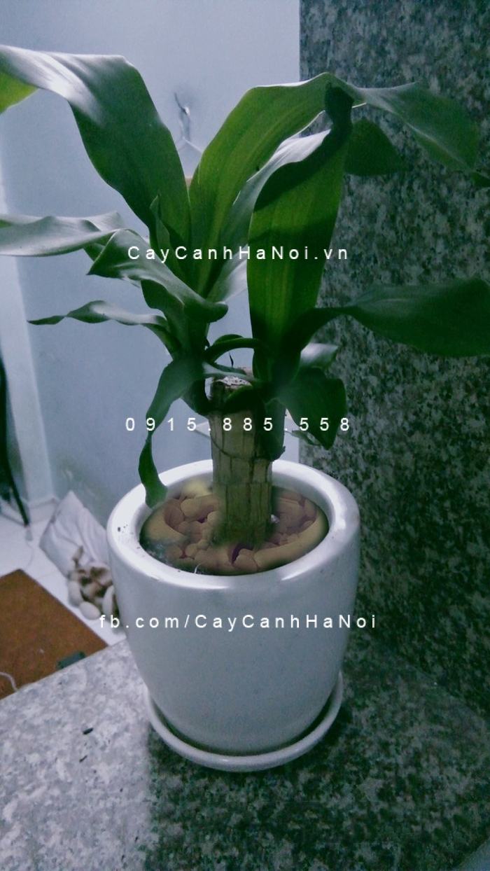 Không nên để cây Thiết Mộc lan quá lâu trong nhà sẽ khiến chúng bị cớm nắng Không nên để cây Thiết Mộc lan quá lâu trong nhà sẽ khiến chúng bị cớm nắng