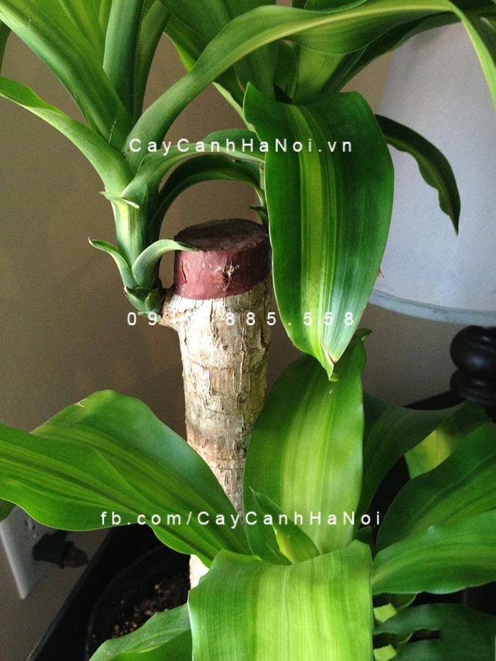 Hướng dẫn chăm sóc cây Thiết Mộc Lan không bị vàng lá Hướng dẫn chăm sóc cây Thiết Mộc Lan không bị vàng lá