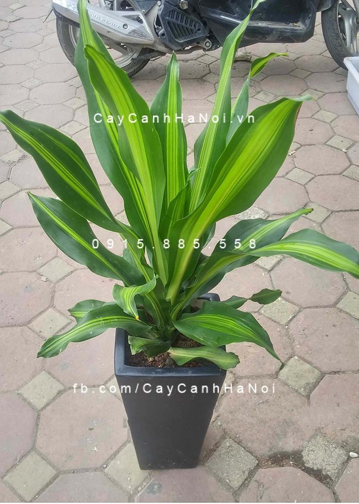 Để chữa cây thiết mộc lan bị vàng lá, bạn cần phải nắm bắt được nguyên nhân gây bệnh Để chữa cây thiết mộc lan bị vàng lá, bạn cần phải nắm bắt được nguyên nhân gây bệnh