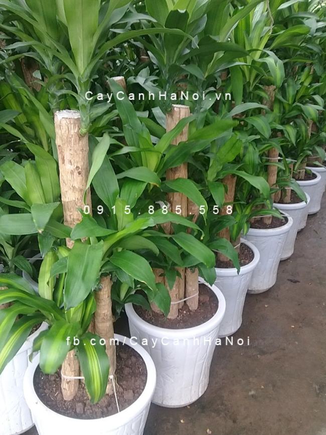 Giá của cây Thiết Mộc Lan còn tùy thuộc vào nhiều yếu tố Giá của cây Thiết Mộc Lan còn tùy thuộc vào nhiều yếu tố