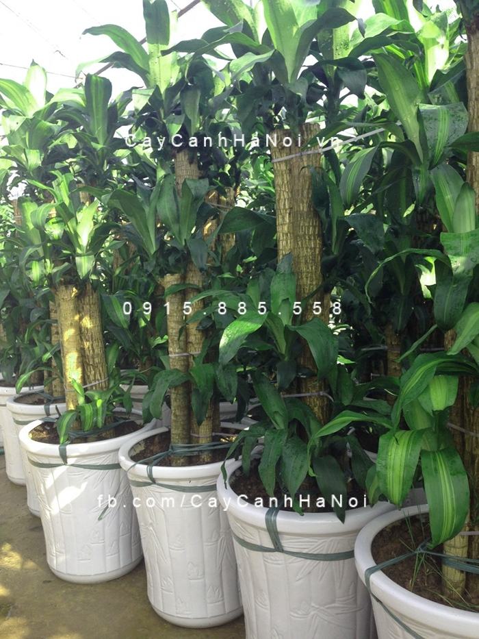Để cây thiết mộc lan không bị vàng lá hãy chú ý tránh sâu bệnh cho cây Để cây thiết mộc lan không bị vàng lá hãy chú ý tránh sâu bệnh cho cây