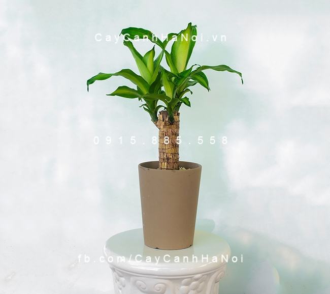 Thiết Mộc Lan được yêu thích không chỉ bởi vẻ đẹp của nó mà còn về ý nghĩa của nó. Thiết Mộc Lan được yêu thích không chỉ bởi vẻ đẹp của nó mà còn về ý nghĩa của nó.