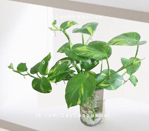 Trầu cau có kích thước nhỏ Trầu cau có kích thước nhỏ
