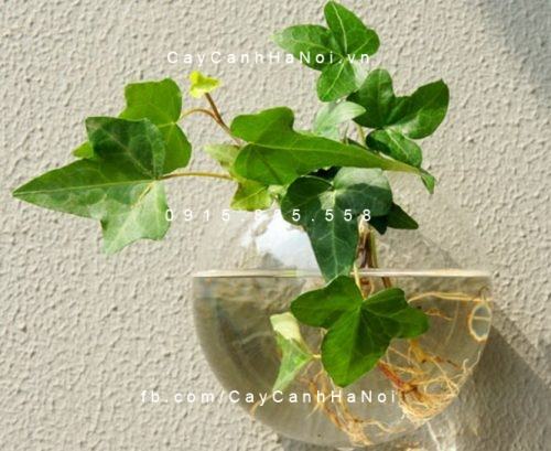 Cây trầu bà Cây trầu bà