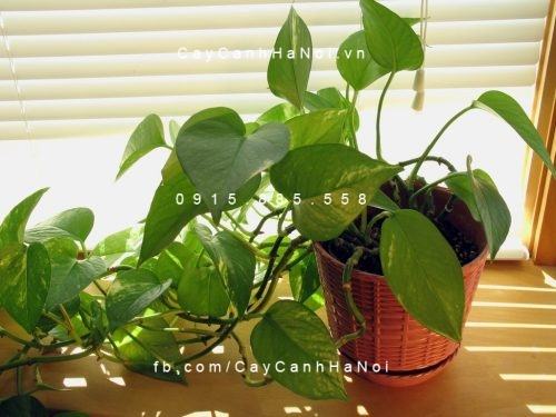 vẻ đẹp của miếng trầu vẻ đẹp của miếng trầu