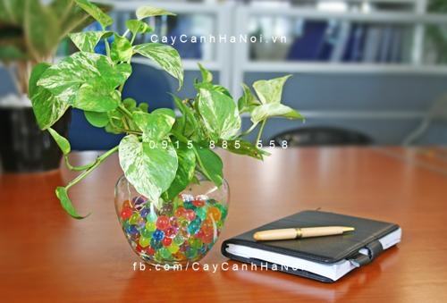 cây trầu bà phong thủy cây trầu bà phong thủy