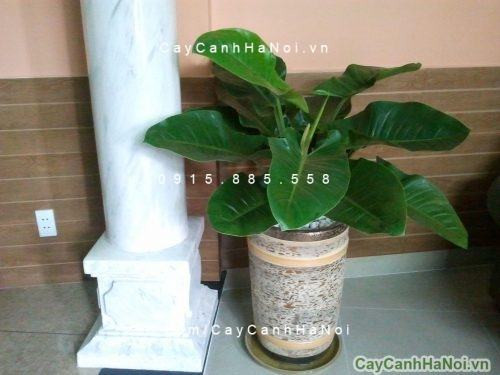 Cây trầu bà Cây trầu bà