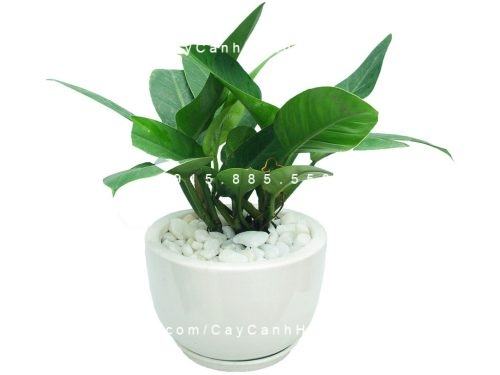 cây trầu bà trang trí nhà cây trầu bà trang trí nhà