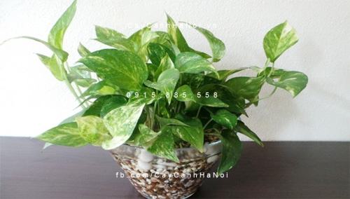 Cây trầu bà có một ý nghĩa quan trọng Cây trầu bà có một ý nghĩa quan trọng