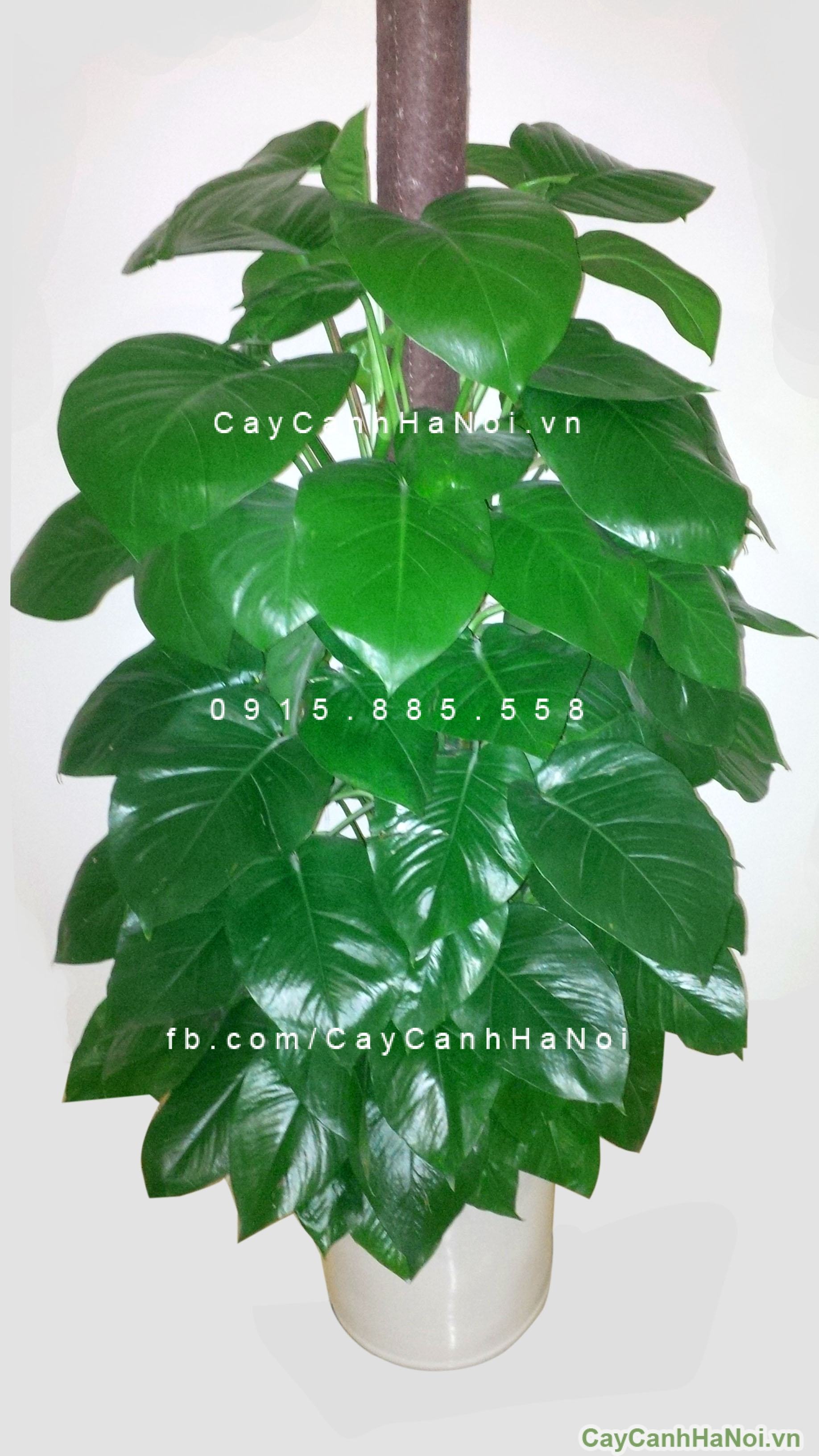 Cây vạn niên thanh leo cột Cây vạn niên thanh leo cột