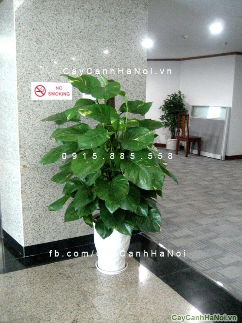 Cây vạn niên thanh leo cột trang trí công ty Cây vạn niên thanh leo cột trang trí công ty